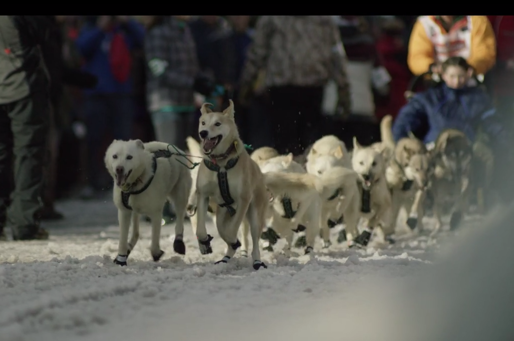 Iditarod 2015